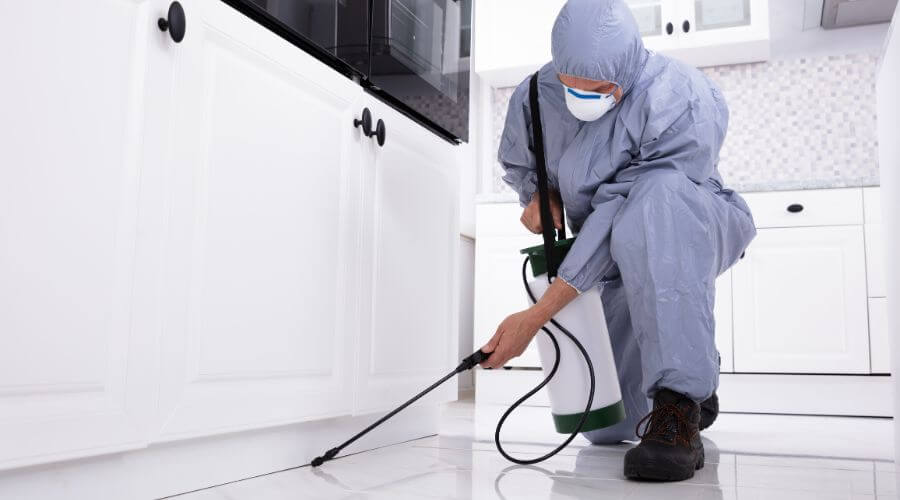 Professional rat control services in Orchard Hills - Orchard Hills Rat Control